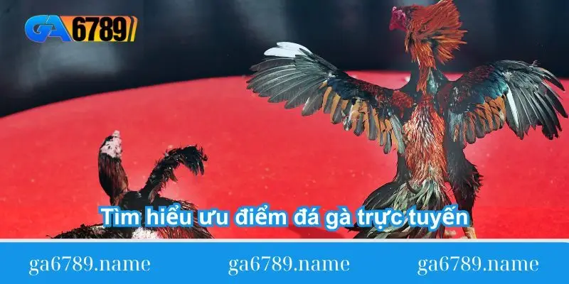 tim hieu uu diem da ga truc tuyen tim hieu uu diem da ga truc tuyen