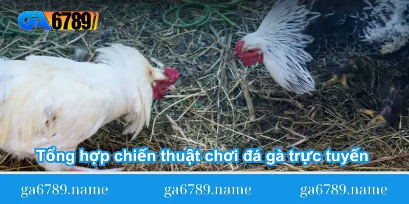 tong hop chient huat choi da ga truc tuyen tu cao thu