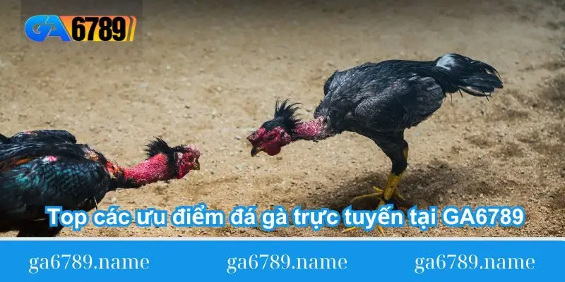 top cac uu diem da ga truc tuyen tai ga6789 top cac uu diem da ga truc tuyen tai ga6789